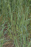 Common oat <BR>Oat